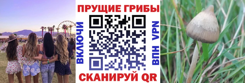 как найти наркотики  Богородск  kraken как зайти  Галлюциногенные грибы Cubensis 